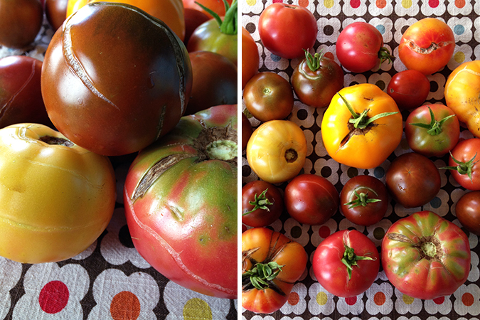 Garden Report: Tomatoes